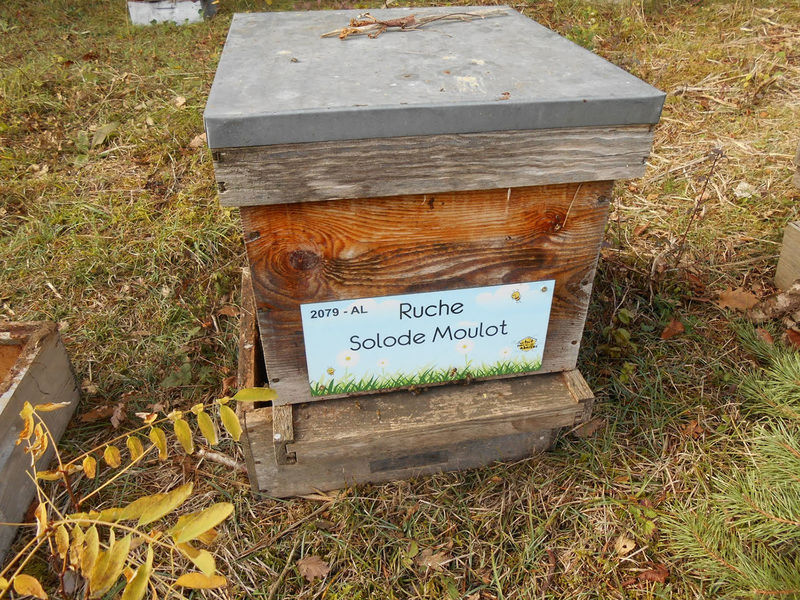 La ruche Solode Moulot